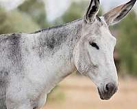 one-owner-donkey