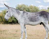 blue-roan-blaze-donkey