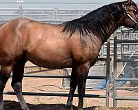 dun-w-blk-points-bay-with-black-legs-mane-and-tail-horse