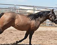 reining-quarter-pony