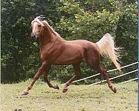 breeding-morab-horse