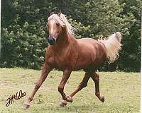 tan-morab-horse