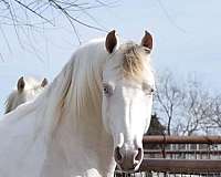 semen-saddlebred-horse