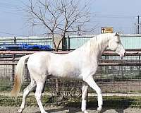 tame-saddlebred-horse