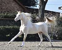registered-saddlebred-horse