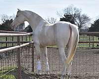 pictures-saddlebred-horse