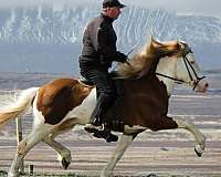 stud-service-icelandic-horse