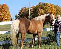 one-owner-stallion