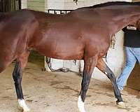 sires-thoroughbred-horse