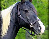 homozygous-tobiano-missouri-fox-trotter-horse