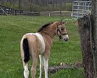 tobiano-gaited-horse