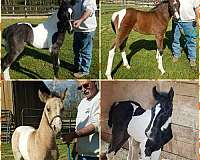 tobiano-color-producer-horse