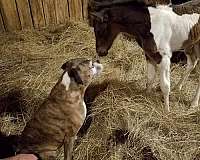 tobiano-homozygous-black-horse