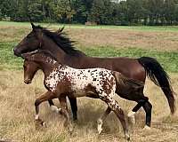 eventing-knabstrupper-horse