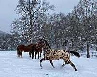 dressage-knabstrupper-horse