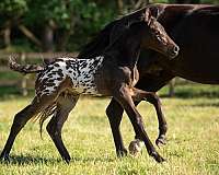 equitation-knabstrupper-horse