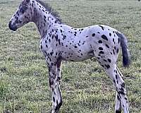 grey-knabstrupper-horse