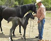 black-lffore-leg-horse