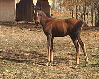 black-rthind-leg-horse