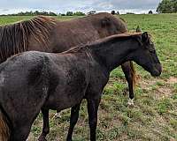 blue-roan-aqha-stallion