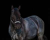 penning-horse