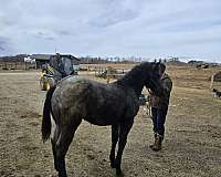 tame-horse