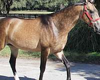 akhal-teke-buckskin-metallic-horse