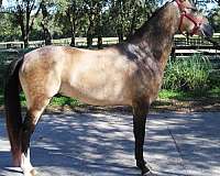 stud-service-akhal-teke-horse