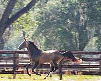 stud-fee-akhal-teke-horse