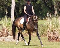 stud-akhal-teke-horse