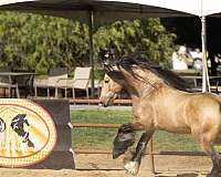 performance-horse-gypsy-vanner