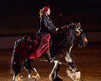 english-gypsy-vanner-horse