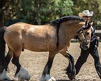 buckskin-gypsy-vanner-stallion