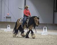 buckskin-equitation-horse