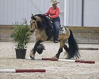 buckskin-trick-horse