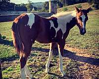 pedigree-paint-horse