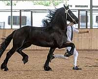 tall-friesian-horse