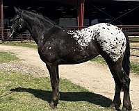 large-friesian-horse