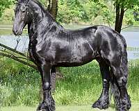 black-kfps-fhh-stallion