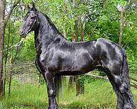 tall-friesian-horse