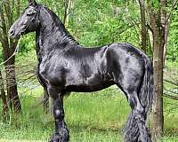 youth-friesian-horse