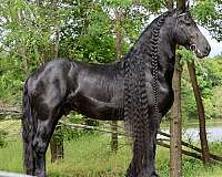 large-friesian-horse