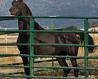 black-tiny-star-hind-fetlocks-white-horse