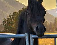 black-ahr-horse