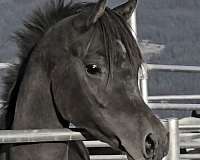 ahr-stallion