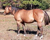 dun-w-blk-points-bay-horse