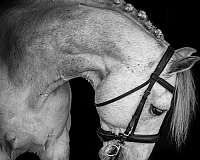 draught-irish-horse