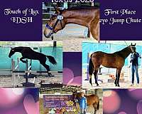 events-irish-draught-horse