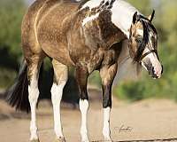 buckskin-homozygous-black-horse