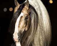 buckskin-tri-color-horse